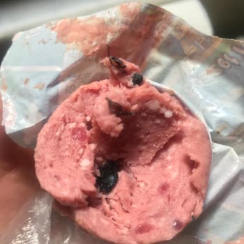 Gün Market Yeşilyayla Macar Salam İçerisinden Böcek Çıktı!