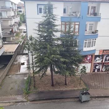 Başkent Elektrik Dağıtım Ağaç Dallarının Tellere Değmesi