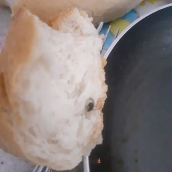 Ankara Halk Ekmek Halk Ekmekten Sinek Çıktı😡