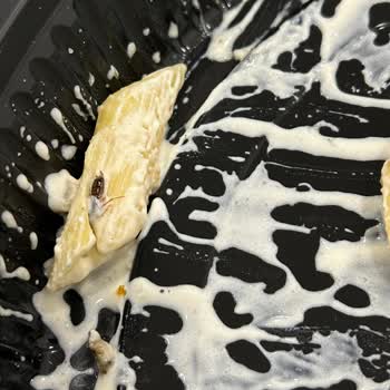 Green Salads Makarna İçinden Böcek Çıktı