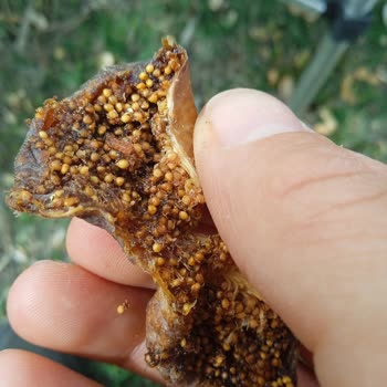 Amigo Dalından Kuru İncir 250gr İncirler Kurtlu