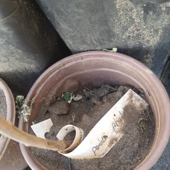 Alibotanik.com Meyve Fidelerimdeki Hayal Kırıklığı