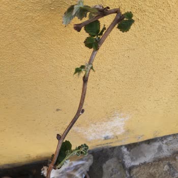 Alibotanik.com Meyve Fidelerimdeki Hayal Kırıklığı