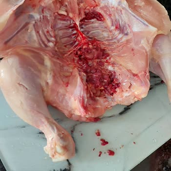 Şenpiliç Tavuğun İç Organları, Kılları Ve Dışkısı Duruyor