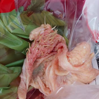 Şenpiliç Tavuğun İç Organları, Kılları Ve Dışkısı Duruyor