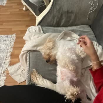 Petzz Kuaför Makas Tıraşı Yerine Makine Tıraşı