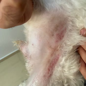 Petzz Kuaför Makas Tıraşı Yerine Makine Tıraşı