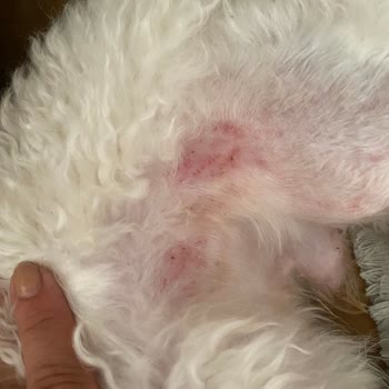 Petzz Kuaför Makas Tıraşı Yerine Makine Tıraşı