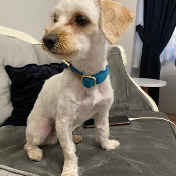 Petzz Kuaför Makas Tıraşı Yerine Makine Tıraşı