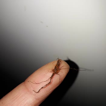 BİM'e Yakışmayan Destan Baharatının Kabul Edilemez Hakareti