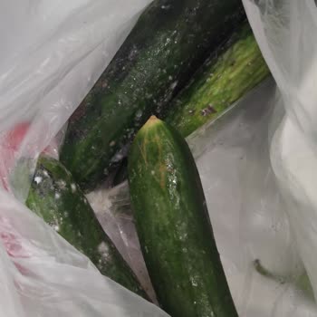 Bosch Marka Buzdolabında Ürünler 1 Haftada Küfleniyor