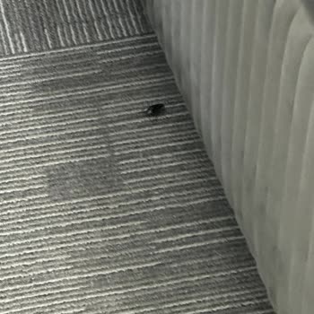 The Hera Bostancı Otel The Hera Bostancı Hotel Böcek Yuvası