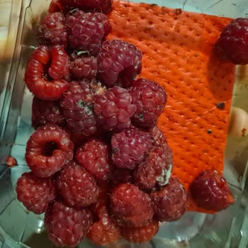 Migros Sanal Marketten Çürümüş Meyve