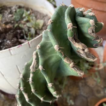 İzmir Botanik İade Edemiyorum