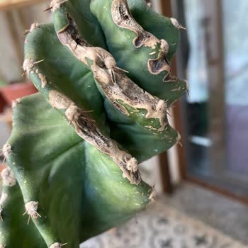 İzmir Botanik İade Edemiyorum