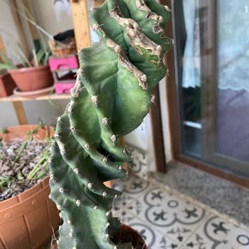 İzmir Botanik İade Edemiyorum