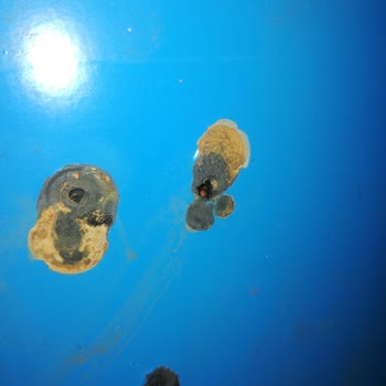 Netafim Yosun Filtresi 1 Sezonda Delindi