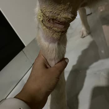 Eryaman Veteriner Kliniği Eryaman Veteriner Hastanesi