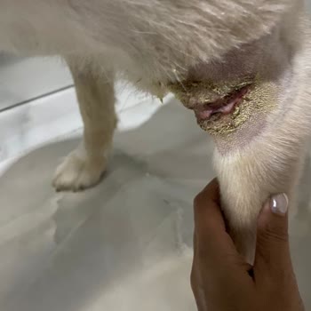 Eryaman Veteriner Kliniği Eryaman Veteriner Hastanesi