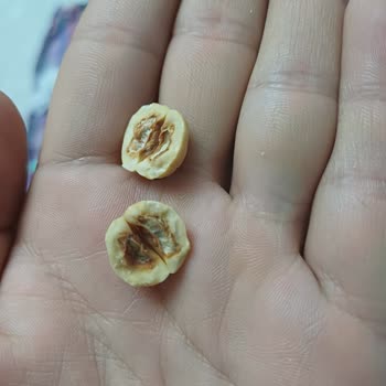 Çitlekçi Çürük Fındık Şaşkınlığı