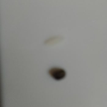 Duru Bulgur Duru İnce Köftelik Bulgurdan Çıkan Taşlar