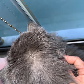 Bio Pet Active Bio Kedi Deri Ve Tüy Sağlığı Damlası