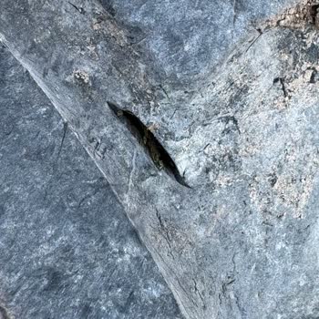 Petlas Lastik Sattığı Lastiğin Arkasında Durmuyor