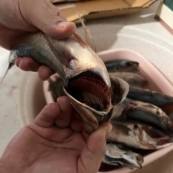 Balıkhanem Taze Diye Donuk Ve Bozuk Ürün Gönderiyor