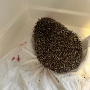 Vetline Hayvan Hastanesi Yaralı Hayvanı Çöpe Atmışlar