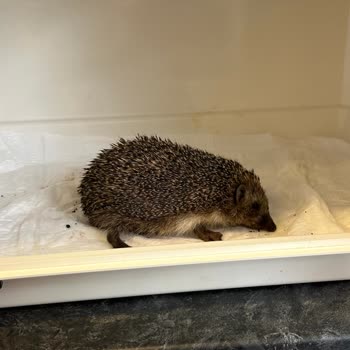 Vetline Hayvan Hastanesi Yaralı Hayvanı Çöpe Atmışlar