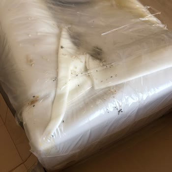 Divanev Den İlgi Ve Alakasızlığı