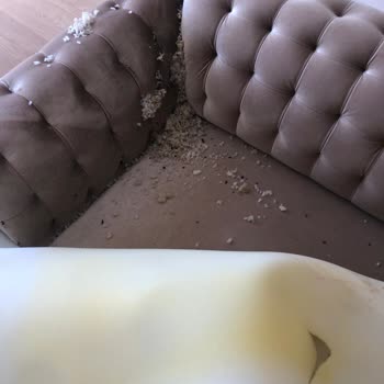 Divanev Den İlgi Ve Alakasızlığı