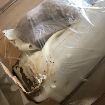 Divanev Den İlgi Ve Alakasızlığı