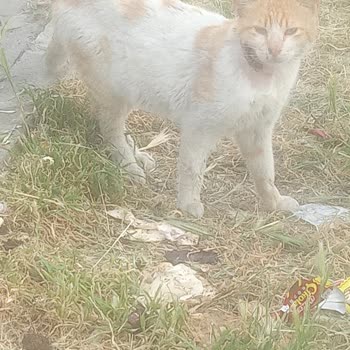 Buca Belediyesi Ölüme Terk Edilen Yaralı Sokak Hayvanları