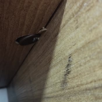 Kdz. Ereğli Evim Ereğli Kırık Ürün