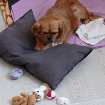 Osmaniye Bizimpet Veteriner Kliniği Çok Kötü