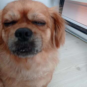 Osmaniye Bizimpet Veteriner Kliniği Çok Kötü