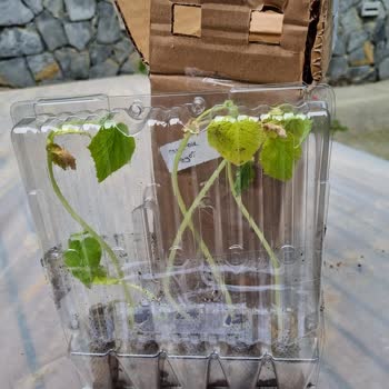 E-fidancım Güvenilmez Bir Kurum