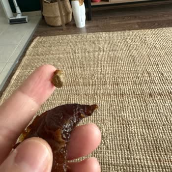 Migros Marka Gün Kurusu İçinden Kocaman Tas Çıktı