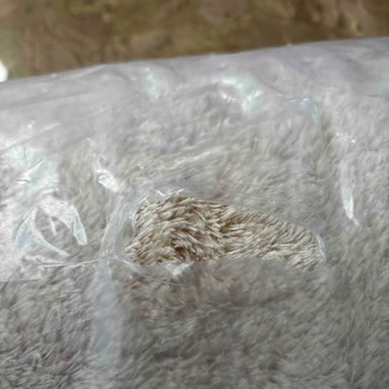 Algorand Home Halı Sorunu