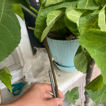 Fidandeposu.com Yapraklı Sopa İçin Doğru Adres