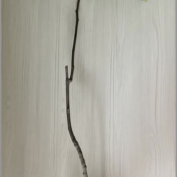 Fidandeposu.com Yapraklı Sopa İçin Doğru Adres