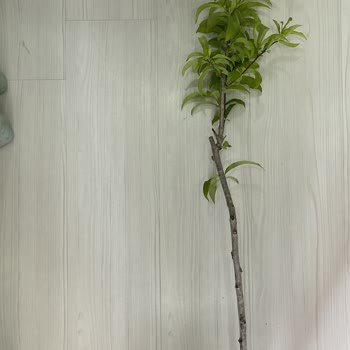 Fidandeposu.com Yapraklı Sopa İçin Doğru Adres