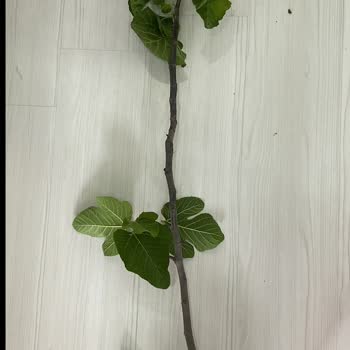 Fidandeposu.com Yapraklı Sopa İçin Doğru Adres