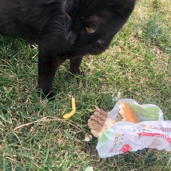 Kedinin Bile Yemediği Burger King Köftesi!