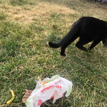 Kedinin Bile Yemediği Burger King Köftesi!
