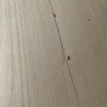 AGT Parke Kalite Problemi