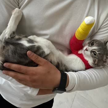 Dicle Üniversitesi Veteriner Fakültesi Değil Ticarethane