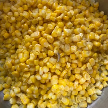 Superfresh Dondurulmuş Mısırdan Kurt Çıktı!