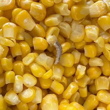 Superfresh Dondurulmuş Mısırdan Kurt Çıktı!